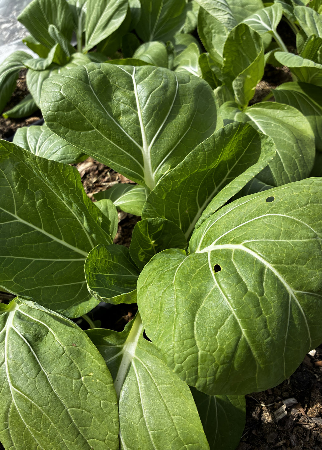 Bok choy (Pak choi) fra Knoldbjerggaard