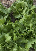 Crisp salat fra Knoldbjerggaard