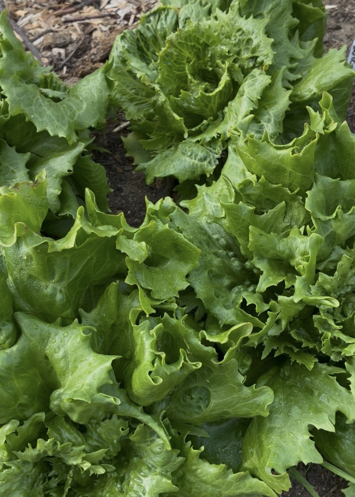 Crisp salat fra Knoldbjerggaard