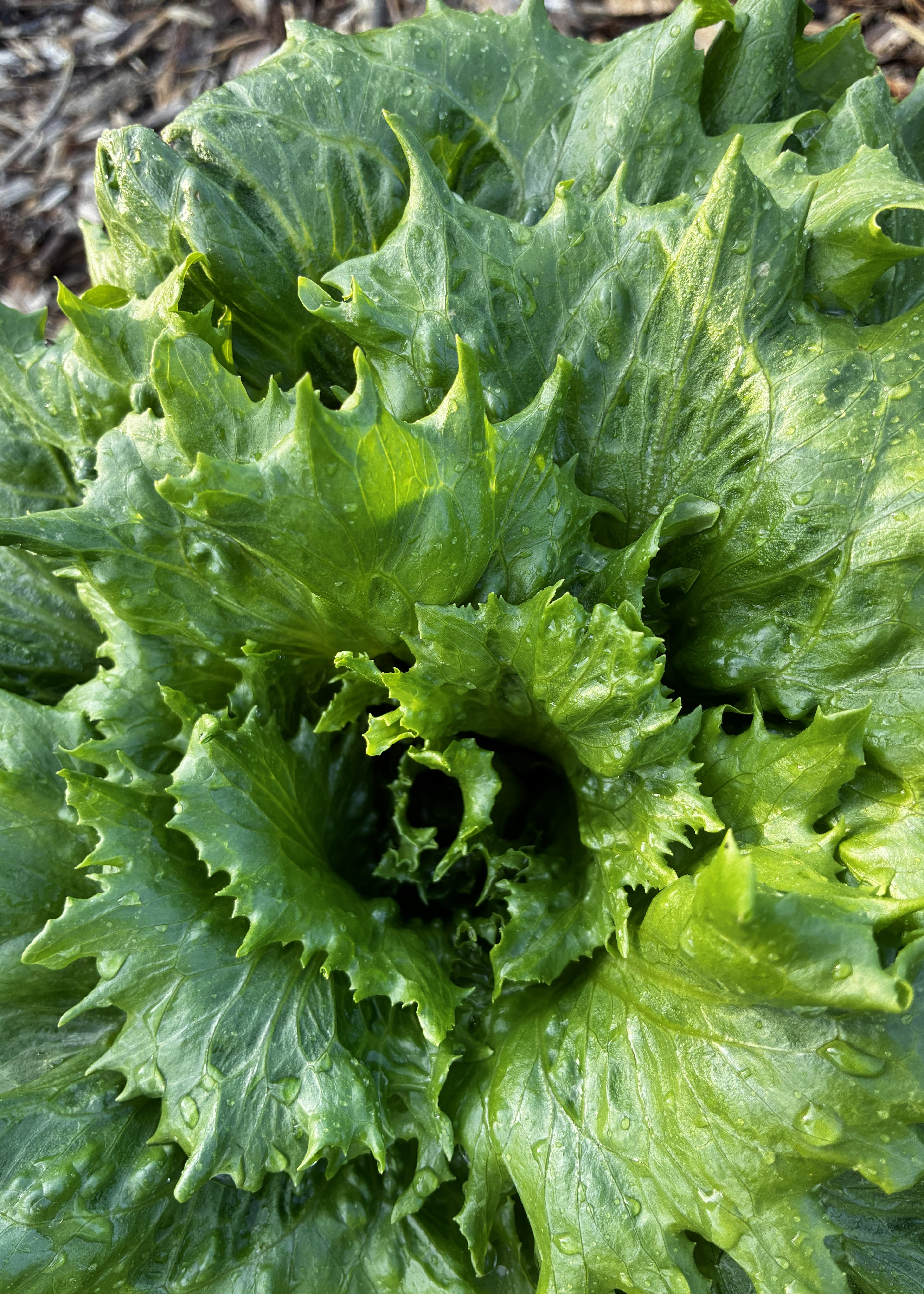 Crisp salat fra Knoldbjerggaard