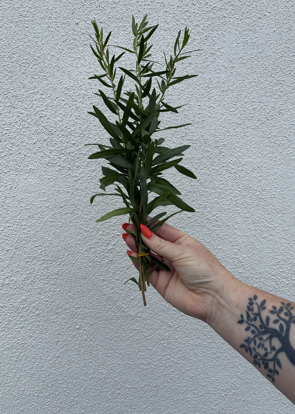 Frisk estragon fra Knoldbjerggaard