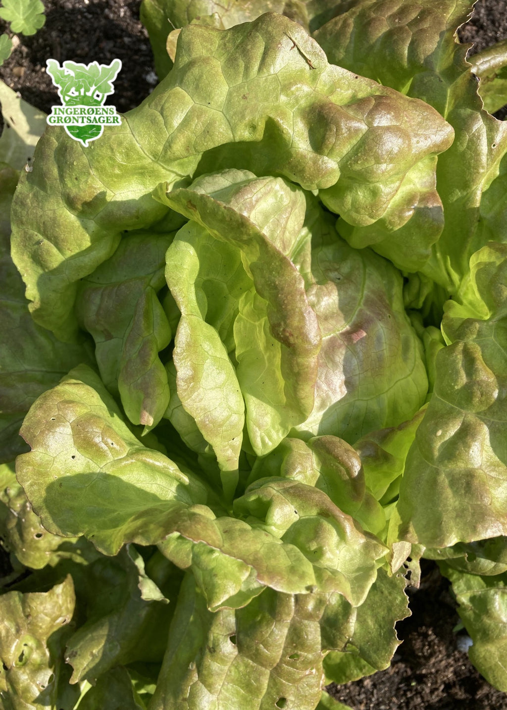 Pirat-salat fra Ingerøens Grøntsager
