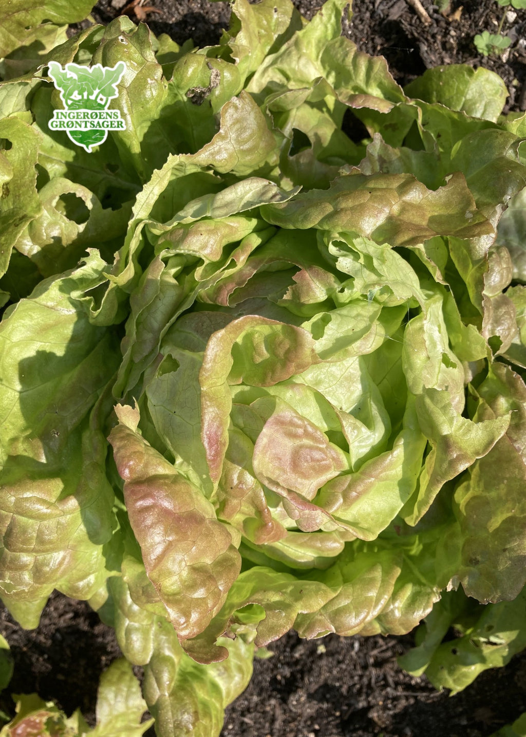 Pirat-salat fra Ingerøens Grøntsager