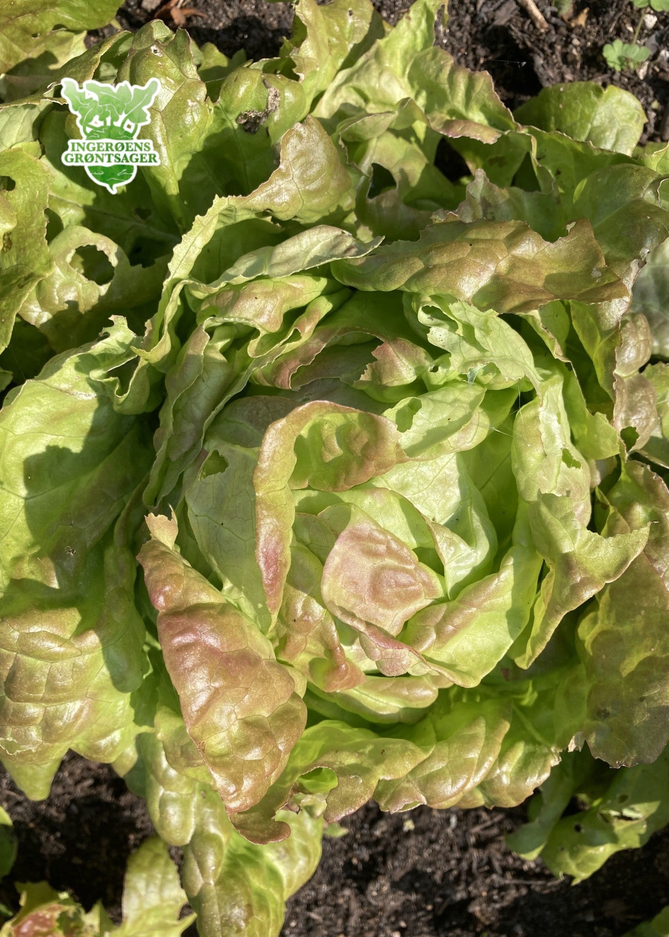 Pirat-salat fra Ingerøens Grøntsager