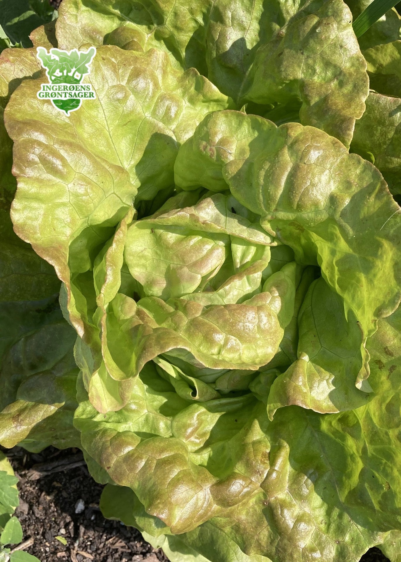 Pirat-salat fra Ingerøens Grøntsager