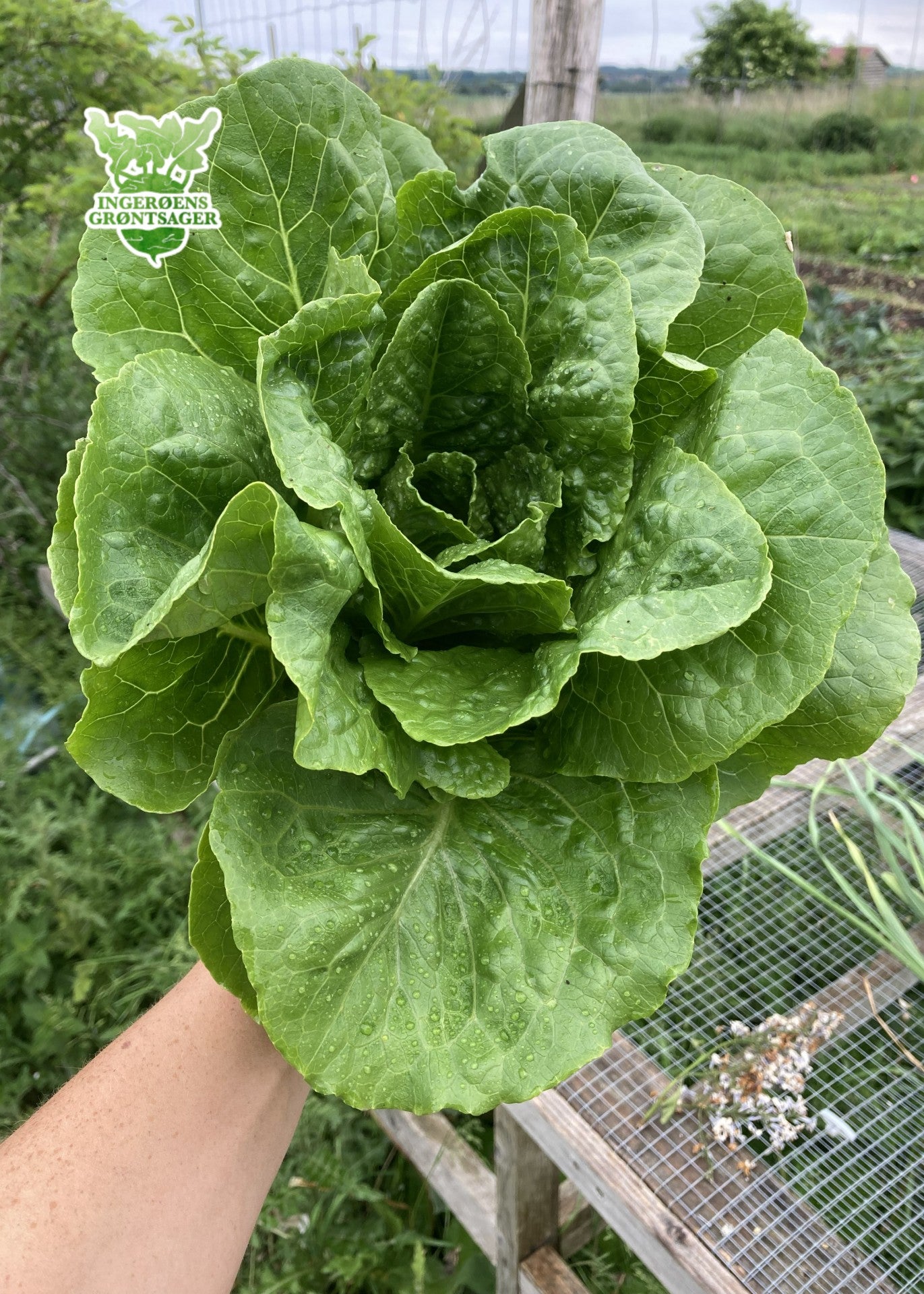 Romaine-salat fra Ingerøens Grøntsager