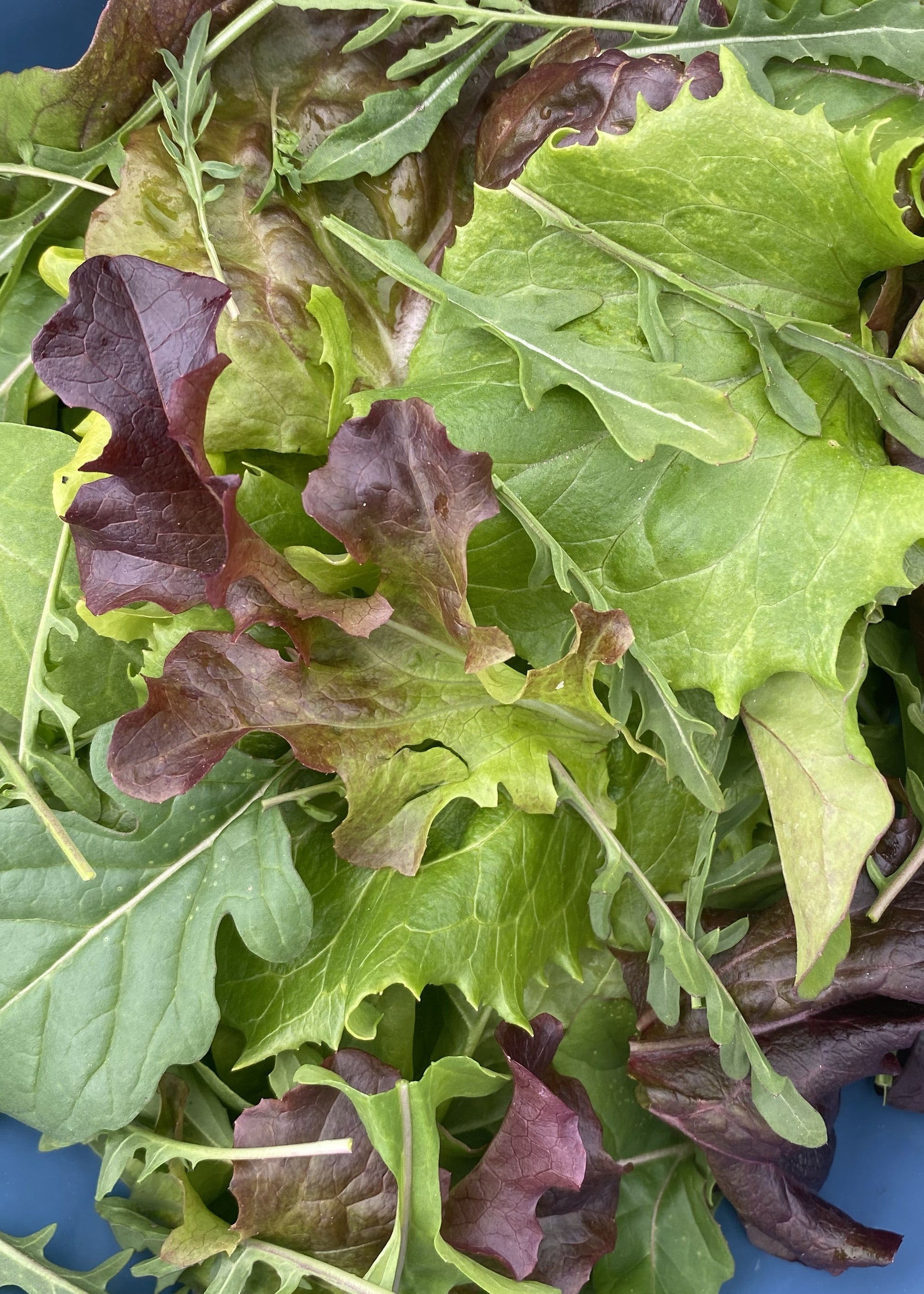 Salatmix fra Knoldbjerggaard