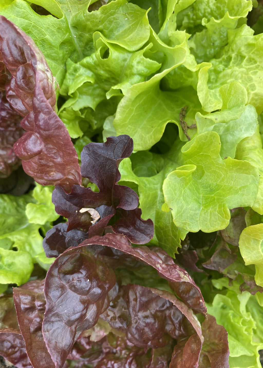 Salatmix fra Knoldbjerggaard
