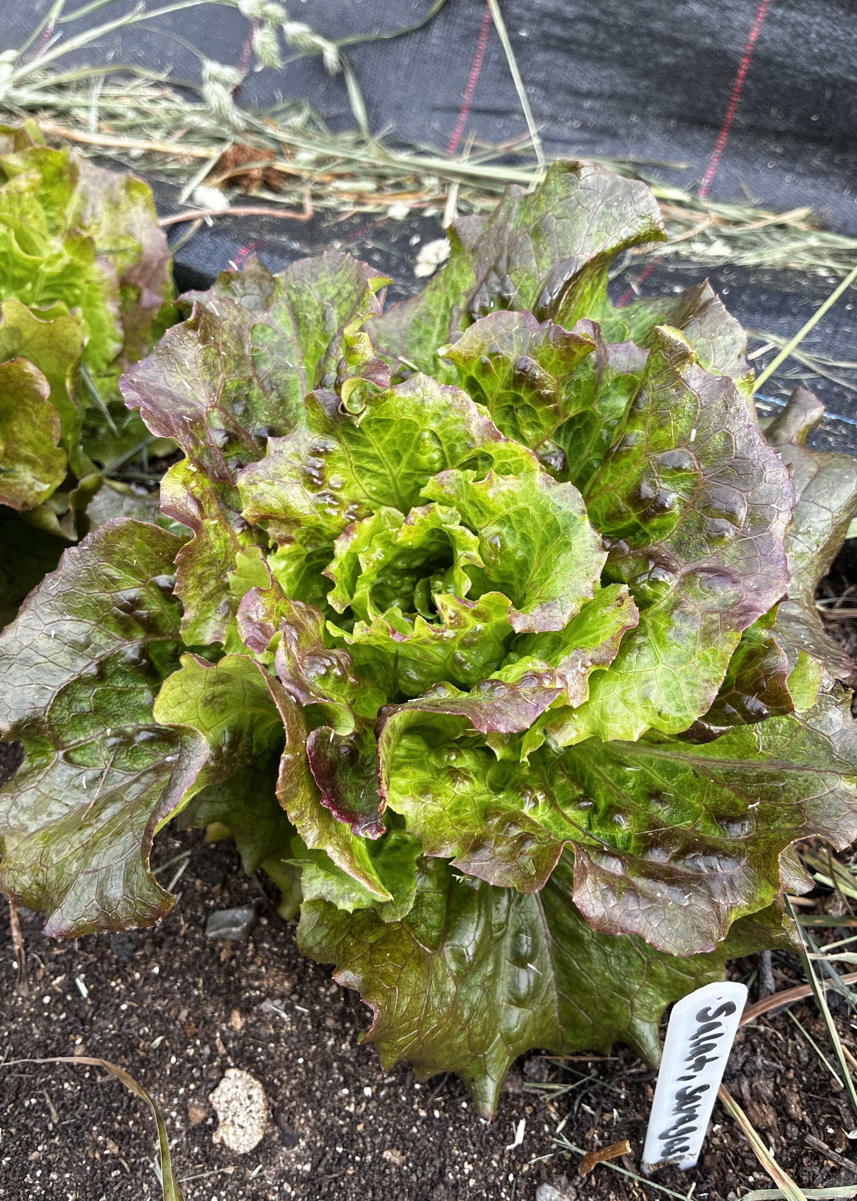 Saragosa-salat fra Knoldbjerggaard