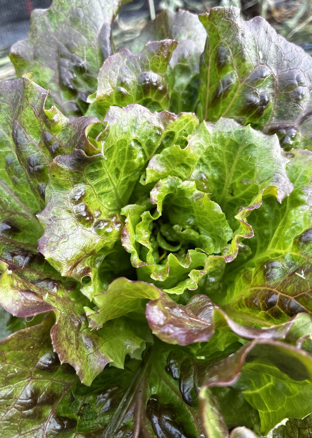 Saragosa-salat fra Knoldbjerggaard