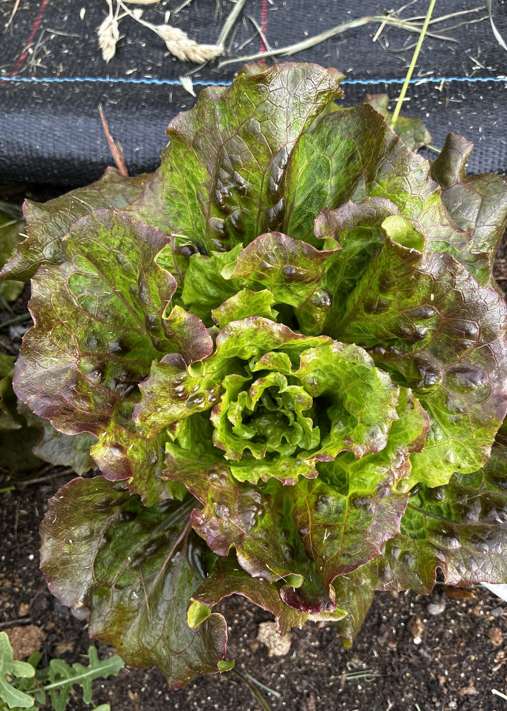 Saragosa-salat fra Knoldbjerggaard