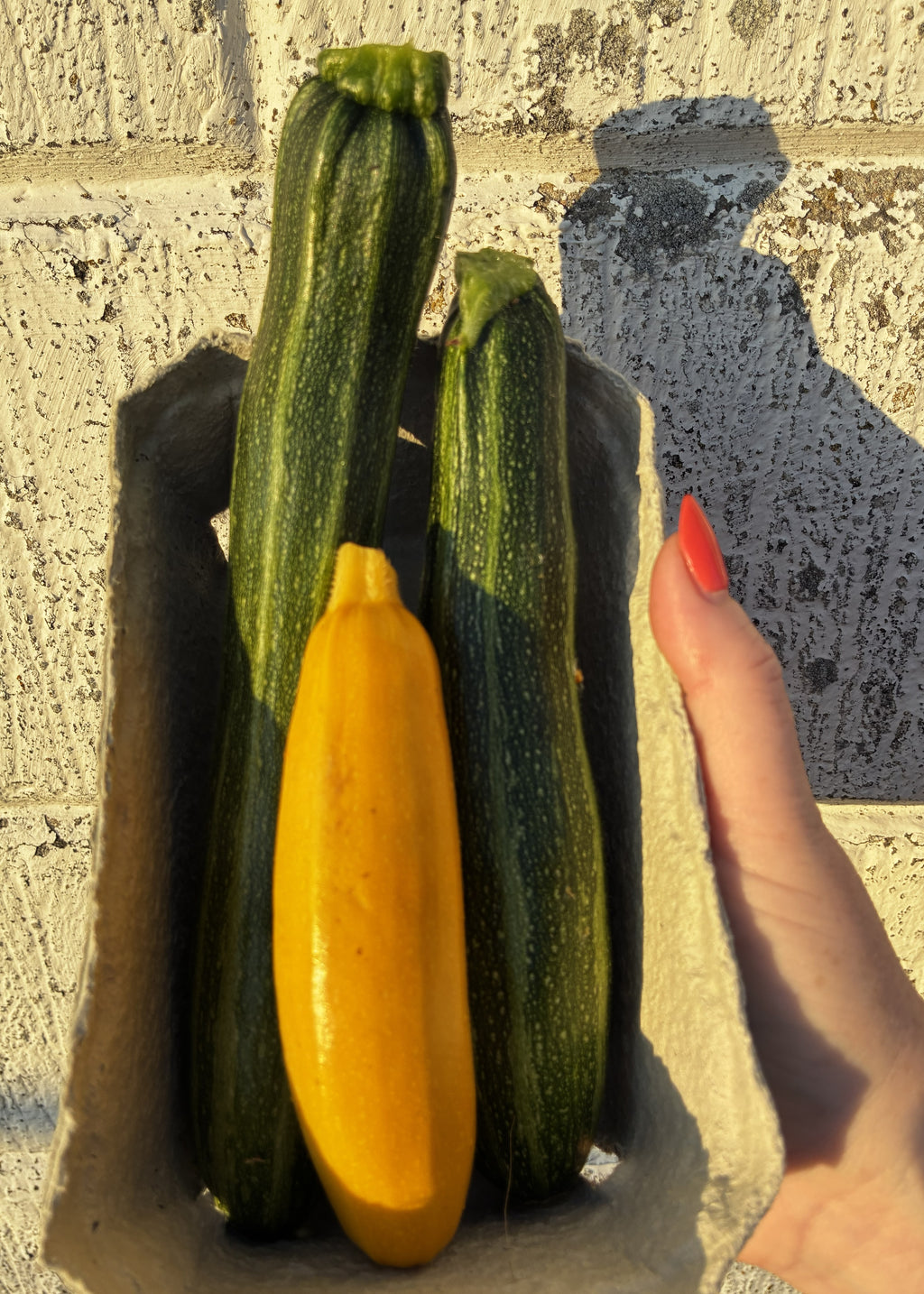 Squash fra Knoldbjerggaard