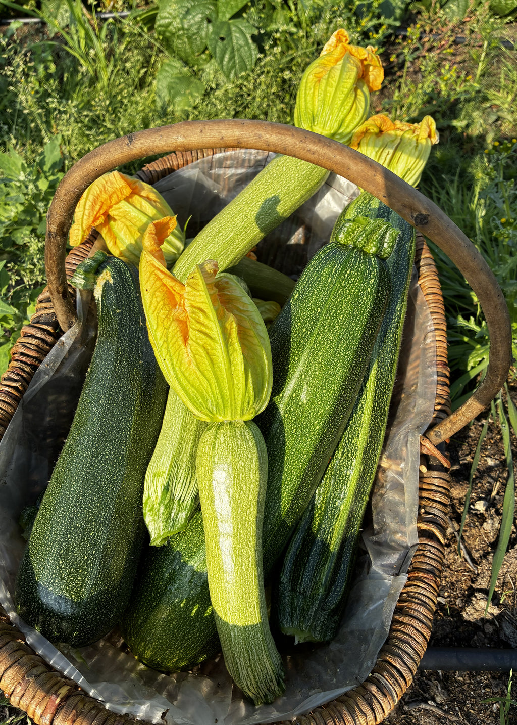 Alm. squash (enkelt) fra Knoldbjerggaard