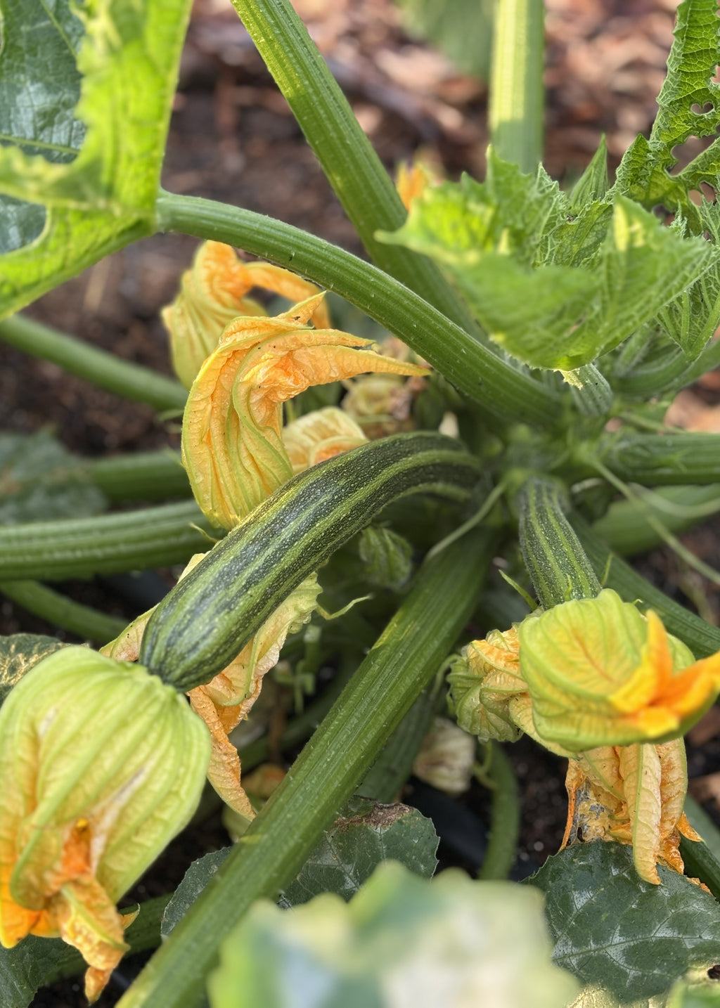 Alm. squash (enkelt) fra Knoldbjerggaard