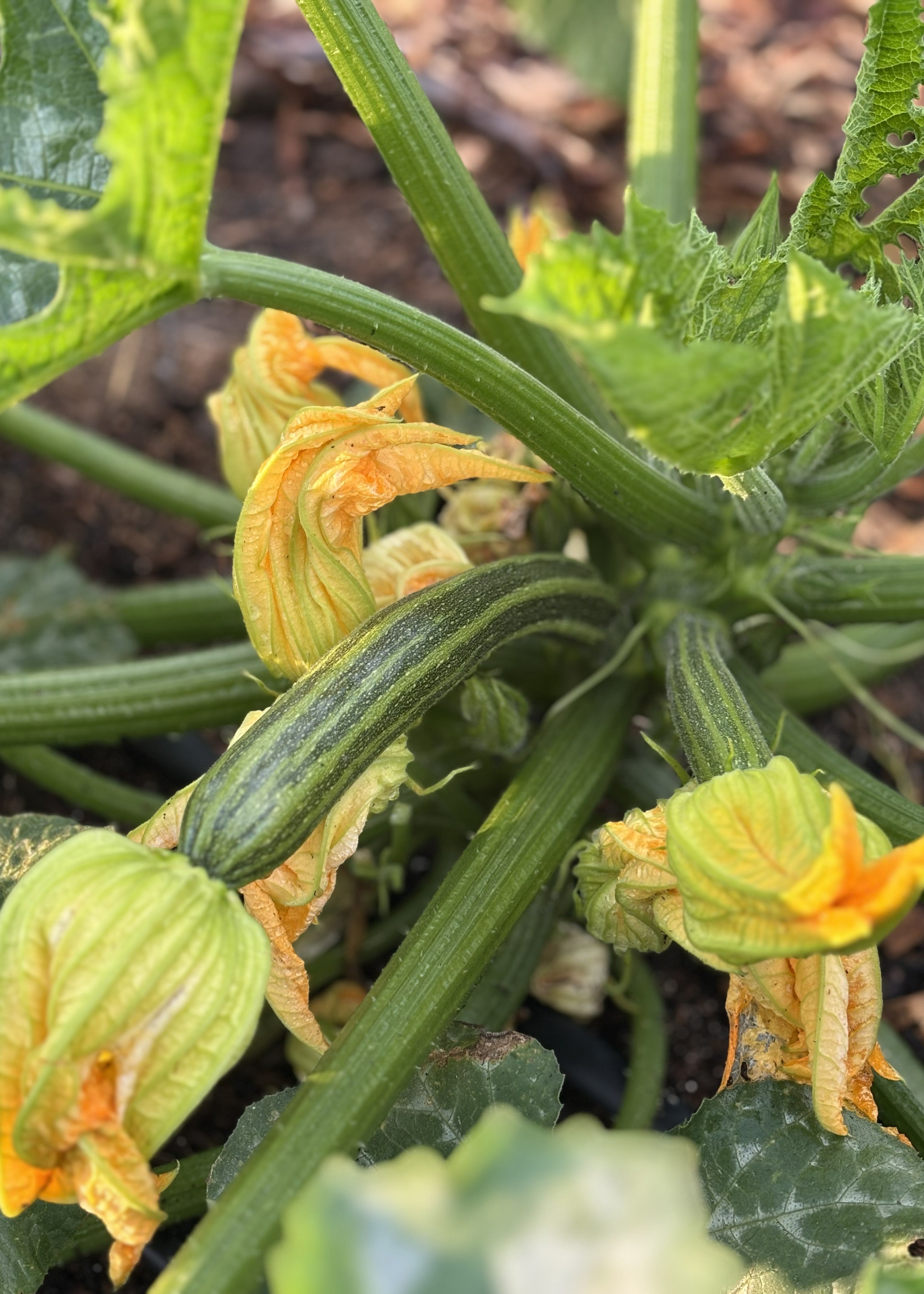 Alm. squash (enkelt) fra Knoldbjerggaard