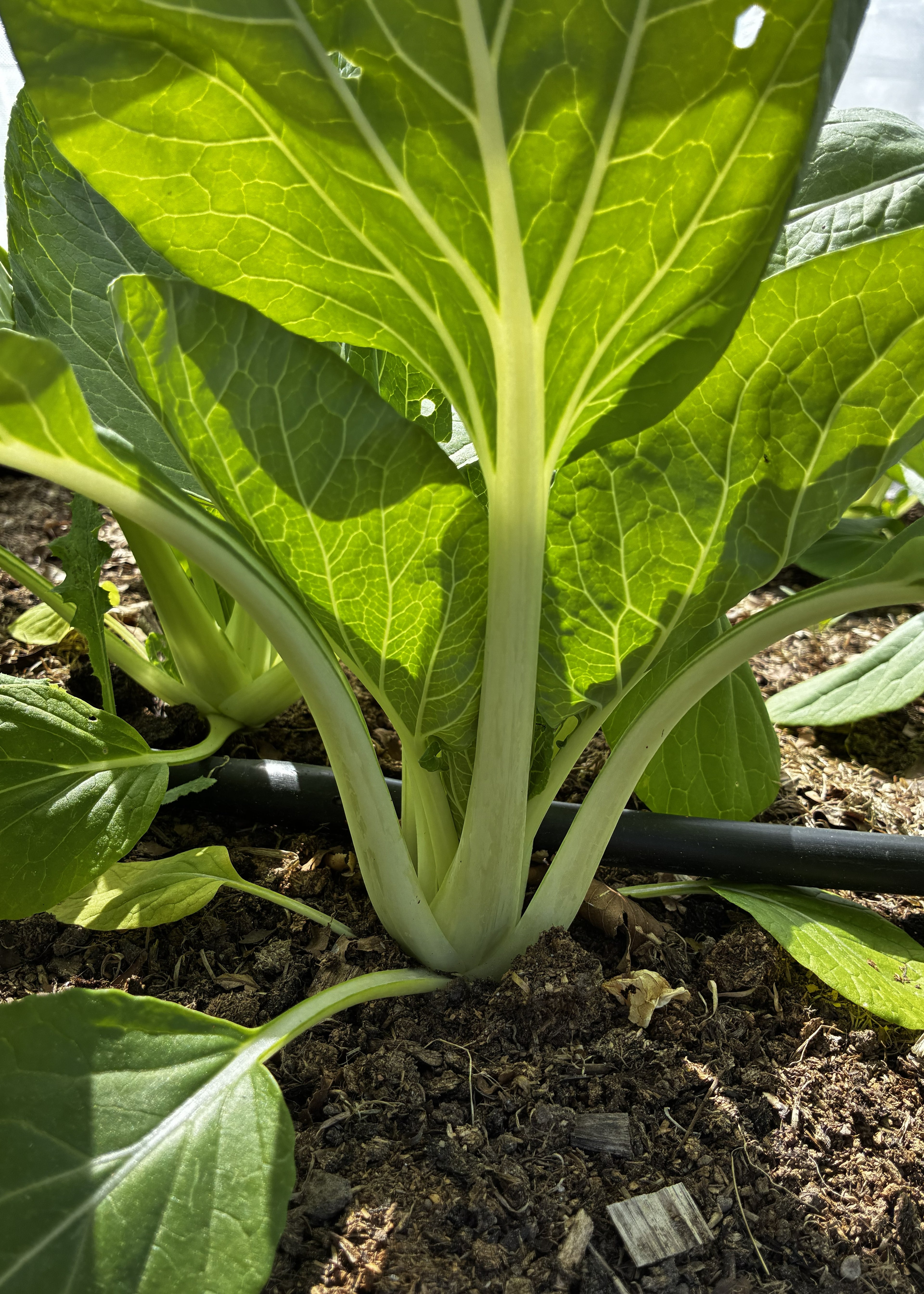 Bok choy (Pak choi) fra Knoldbjerggaard
