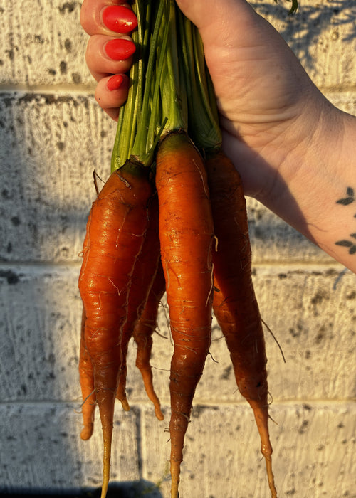 Gulerødder fra Knoldbjerggaard