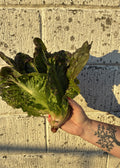 Rød romaine fra Knoldbjerggaard