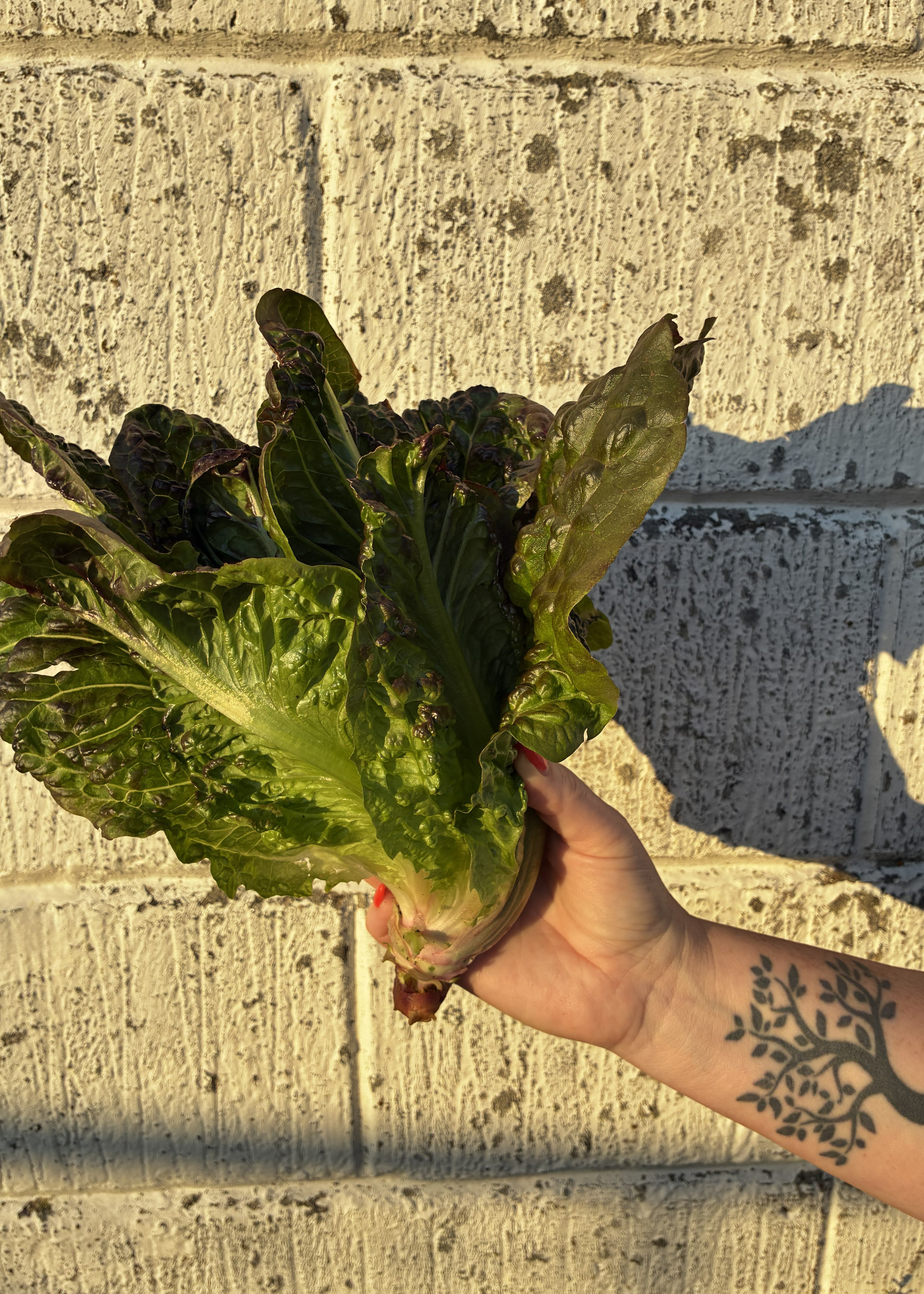 Rød romaine fra Knoldbjerggaard