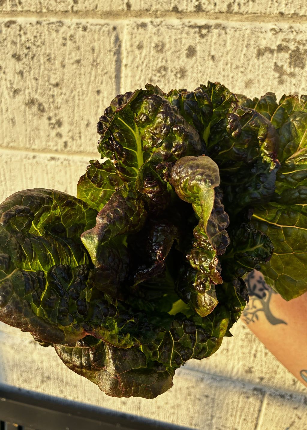 Rød romaine fra Knoldbjerggaard