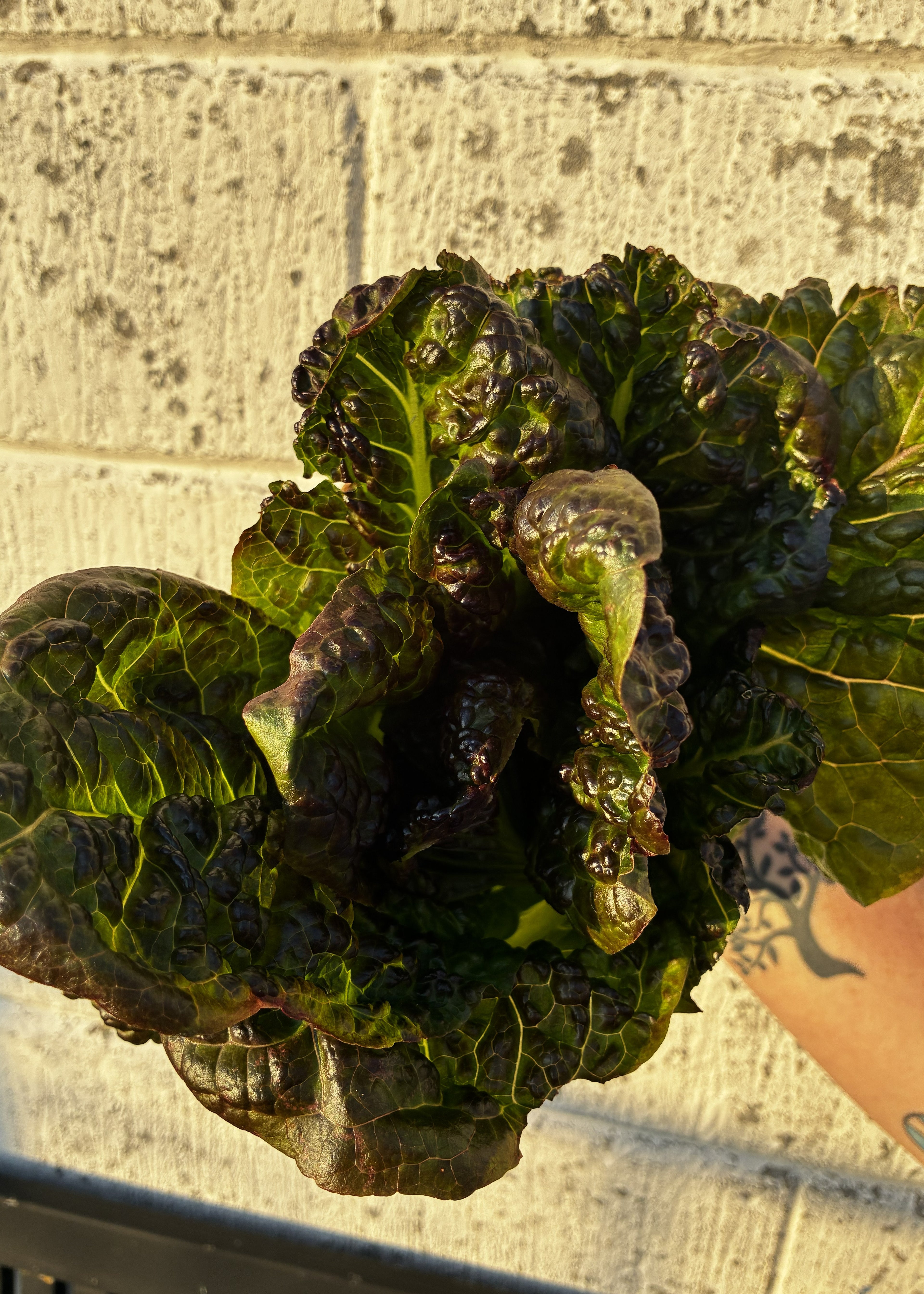 Rød romaine fra Knoldbjerggaard