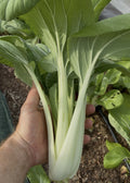 Bok choy (Pak choi) fra Knoldbjerggaard