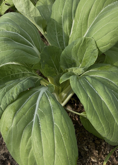 Bok choy (Pak choi) fra Knoldbjerggaard